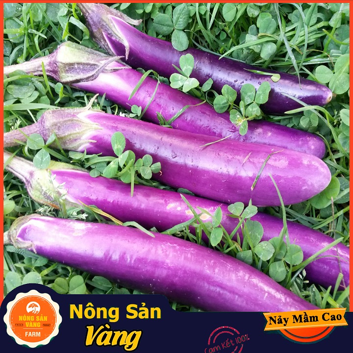 Hạt giống Cà Tím Quả Dài Năng Suất Cao - Nông Sản Vàng