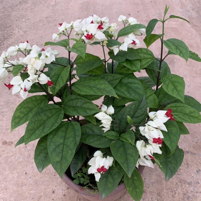 Cây ngọc nữ trồng chậu nhựa cao 25-30cm, cây hoa nở quanh năm, phát triển cực tốt, trồng trang trí sân vườn và ban công