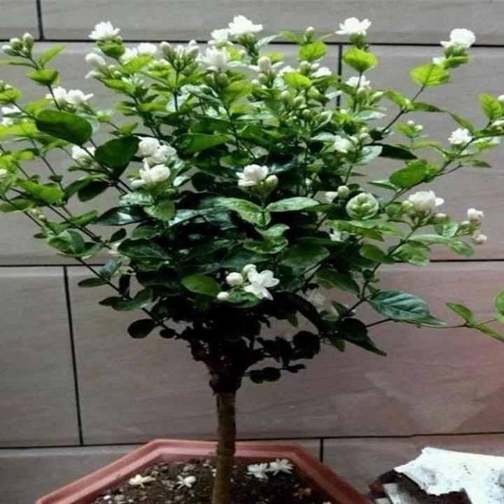 CÂY HOA NHÀI TA CÁNH KÉP THƠM, CÂY ĐANG NỤ