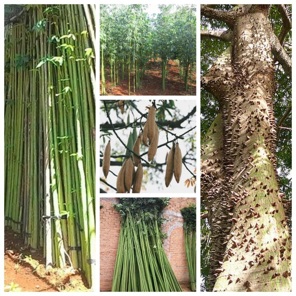 200gram hạt bông gòn giống