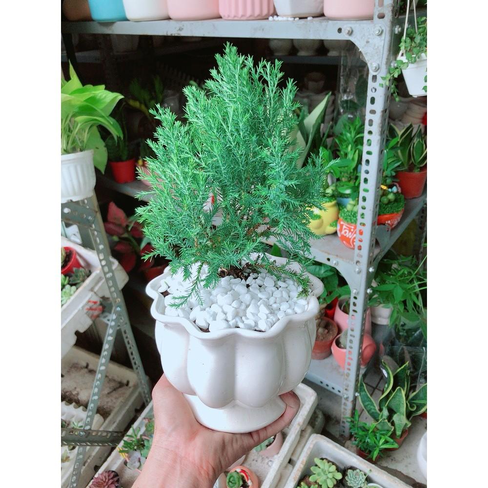 Cây Tùng Bồng Lai Chậu Sứ