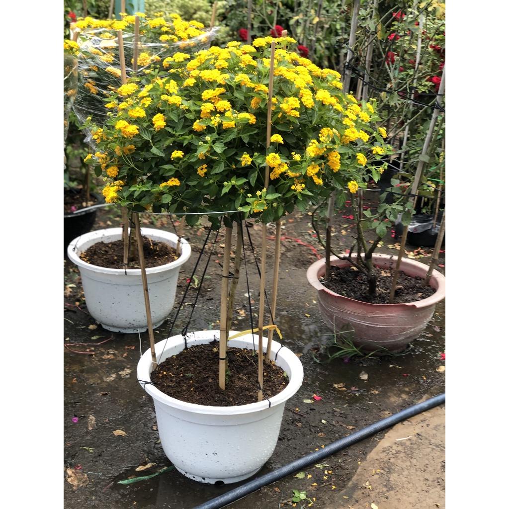 Chậu cây ngũ sắc hoa vàng chỉ giao tại TP.HCM