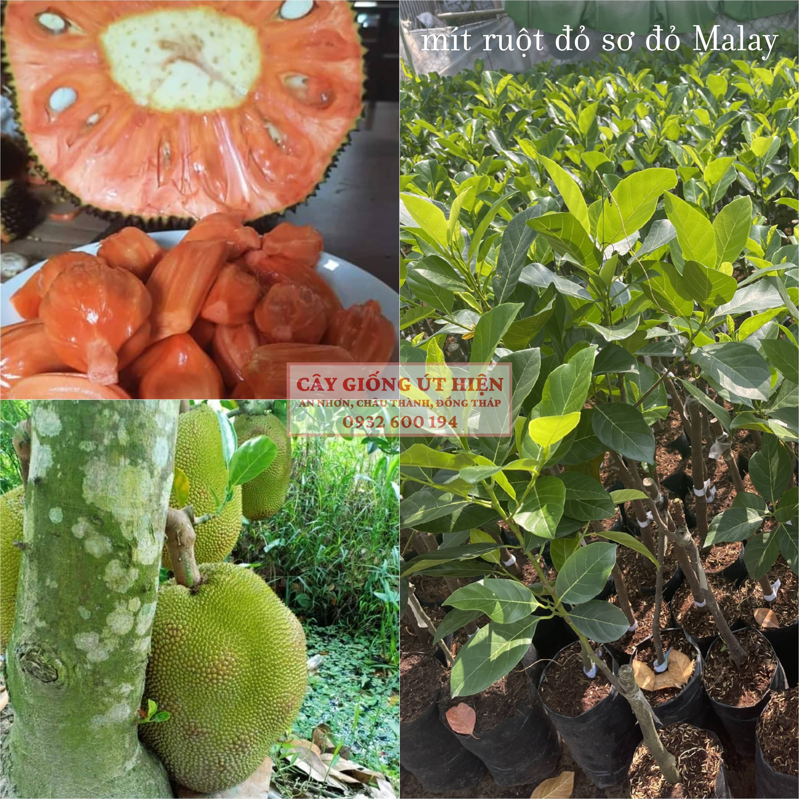 CÂY GIỐNG MÍT RUỘT ĐỎ SƠ ĐỎ MALAYSIA