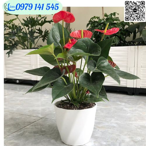 Chậu nhựa trắng cao cấp - Chậu loại dày - Chậu xoắn mini trồng cây trang trí (nhiều cỡ, nhiều màu)