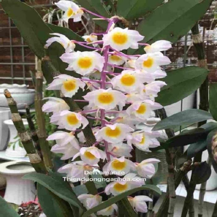 CHẬU LAN KIỀU VÀNG, KIỀU TRÒN,DÒNG LAN THỦY TIÊN