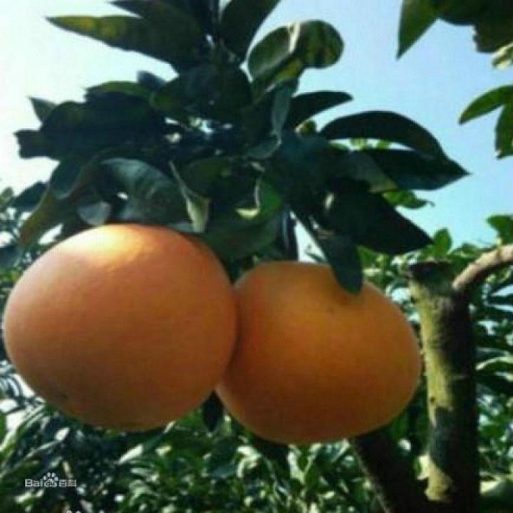 CÂY GIỐNG BƯỞI VÀNG SIÊU NGON