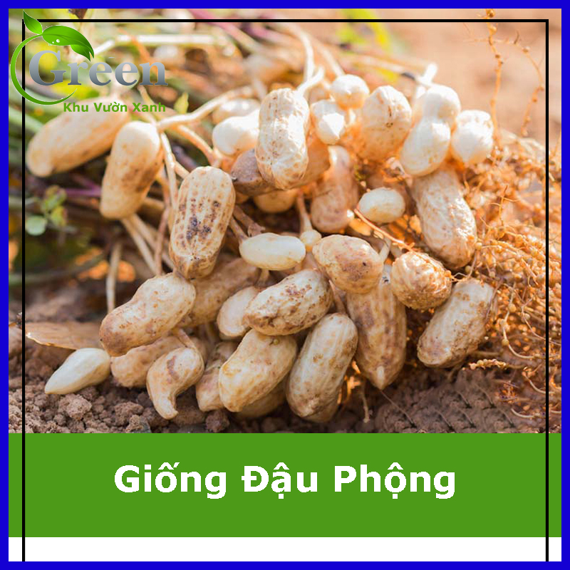 Hạt Giống Đậu Phộng (Giống Lạc)