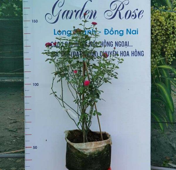 com bo 5 cây Hoa Hồng Cổ Sapa