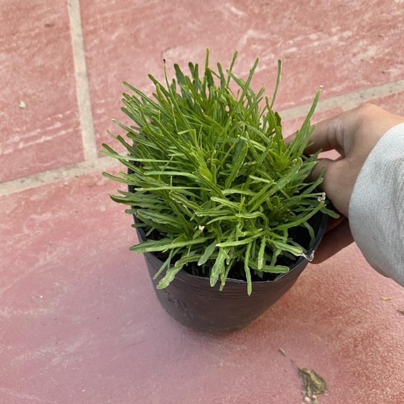 Cây Cỏ Mây bụi nhỏ thích hợp trang trí khuôn viên sân vườn