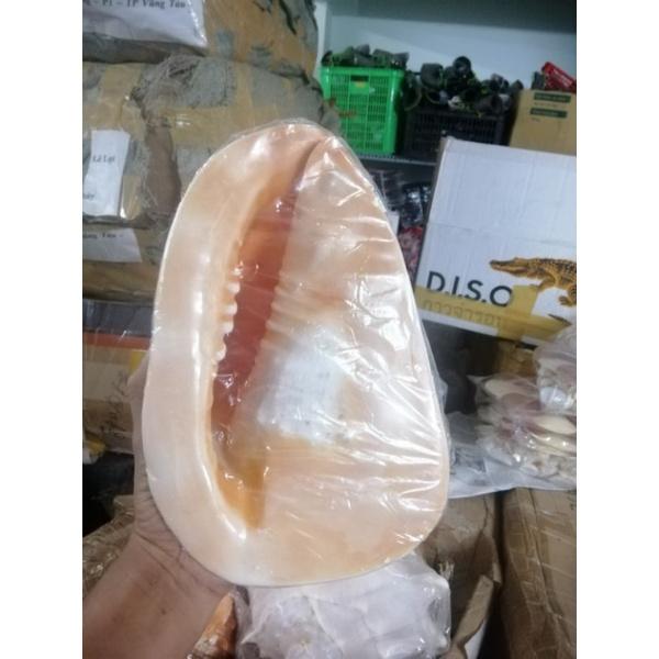 VỎ ỐC BIỂN. VỎ ỐC KIM KHÔI VÀNG SIZE TỪ 20-28 CM