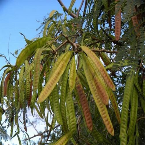 Cây Giống Bồ Kết Cao Trên 50cm