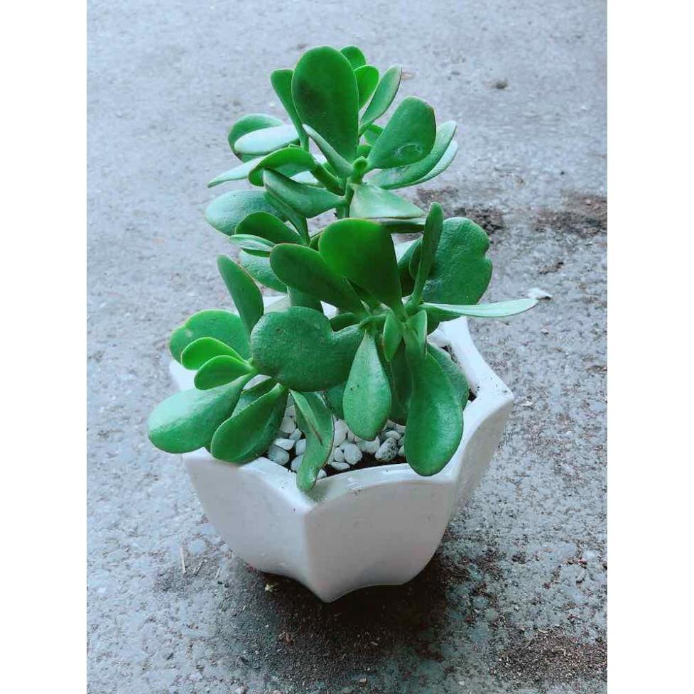 Chậu Ngọc Bích Bán Chạy