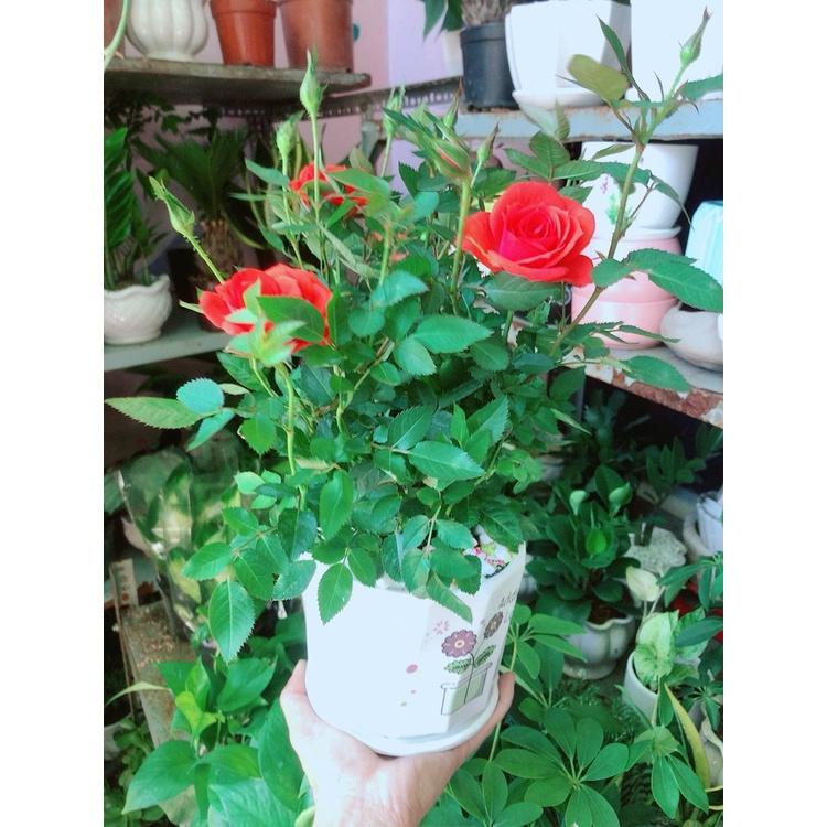 Chậu Cây Hoa Hồng