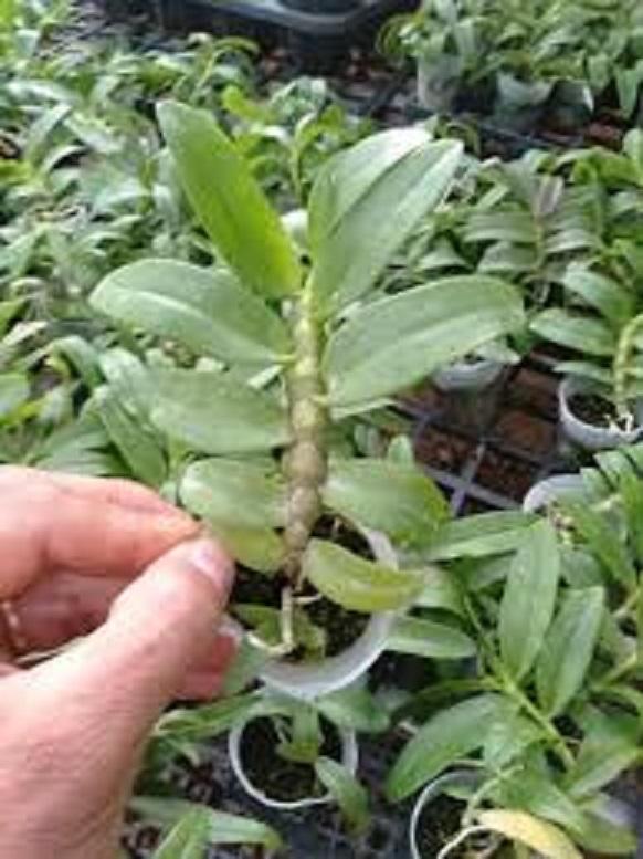 Phi điệp đột biến, phi điệp 5 cánh trắng, phi điệp 5 cánh trắng Người đẹp bình dương, cây đẹp khỏe ấm chậu