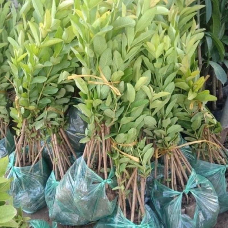 Cây giống ổi Đông Dư-ổi găng cho quả quanh năm