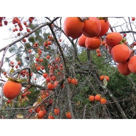 CÂY GIỐNG HỒNG QUẢ ĐỎ SIÊU NGỌT