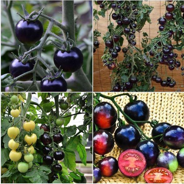 Hạt giống cà chua đen Mỹ 10 hạt/gói
