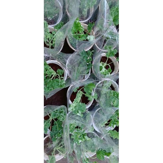 Chậu Cải kale