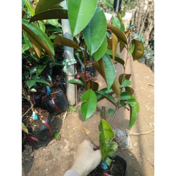 Cây Giống Vú Sữa Lò Rèn