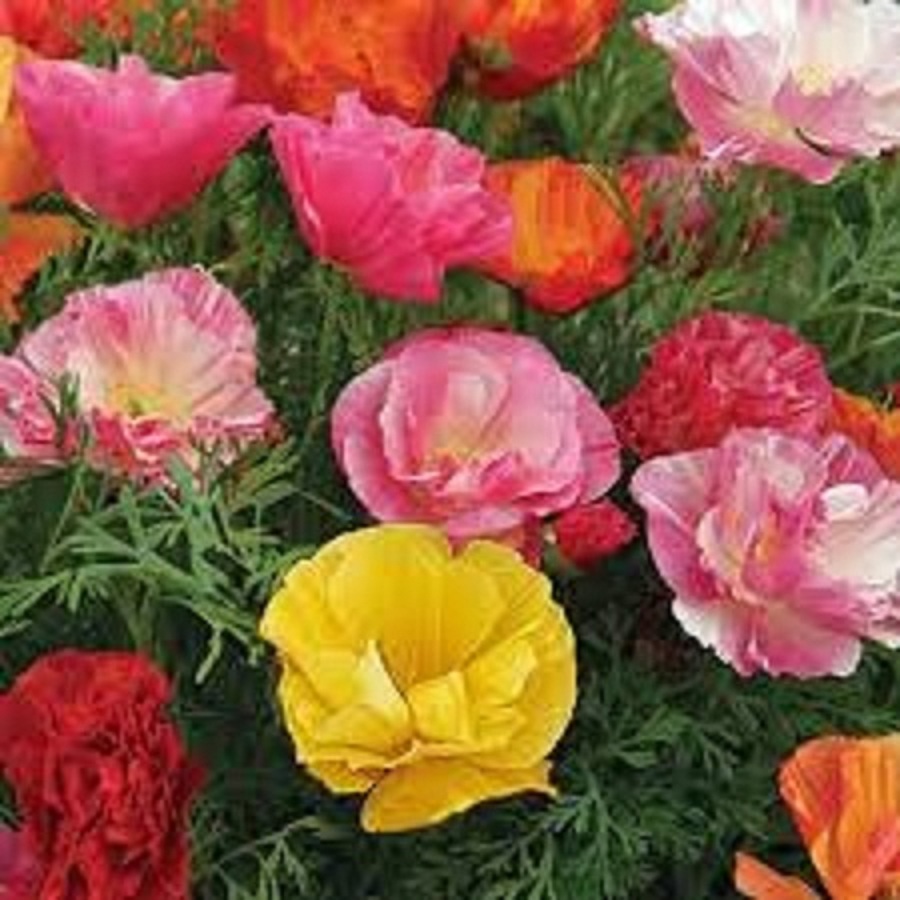 Hạt Giống Hoa Poppy Kép Nhiều Màu - Gói 50 hạt