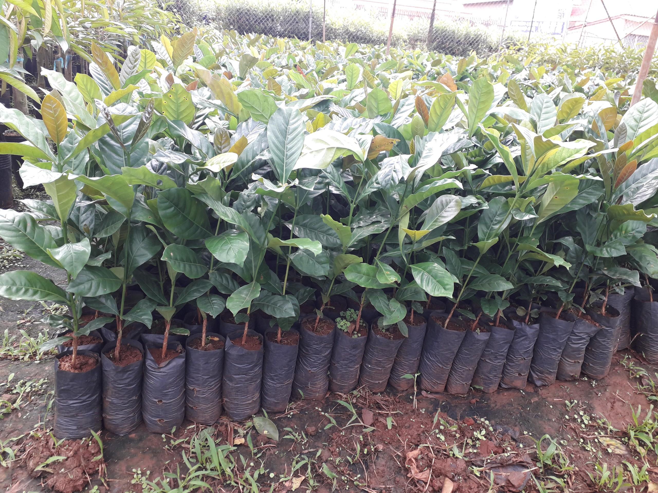 Cây giống Cà Phê vối CAO SẢN TR4