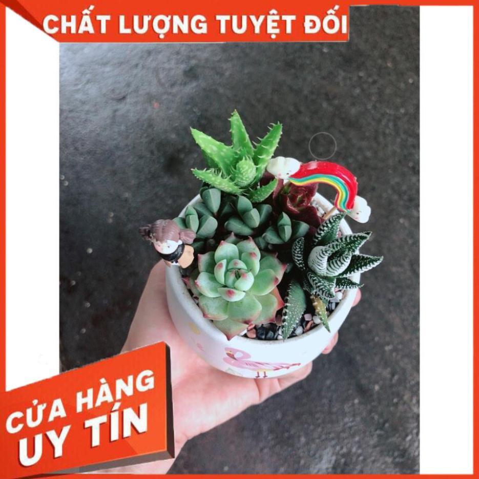 Chậu sen đá tiểu cảnh 14