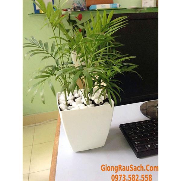 Sỏi Trắng Trang Trí Cây Cảnh Sân Vườn Bể Cá Cảnh