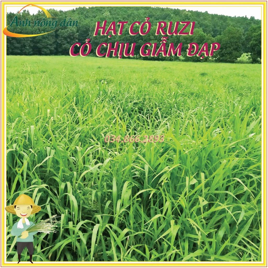 Gói 300g Hạt giống cỏ Ruzi - hạt giống cỏ chịu giẫm đạp, chịu bóng râm
