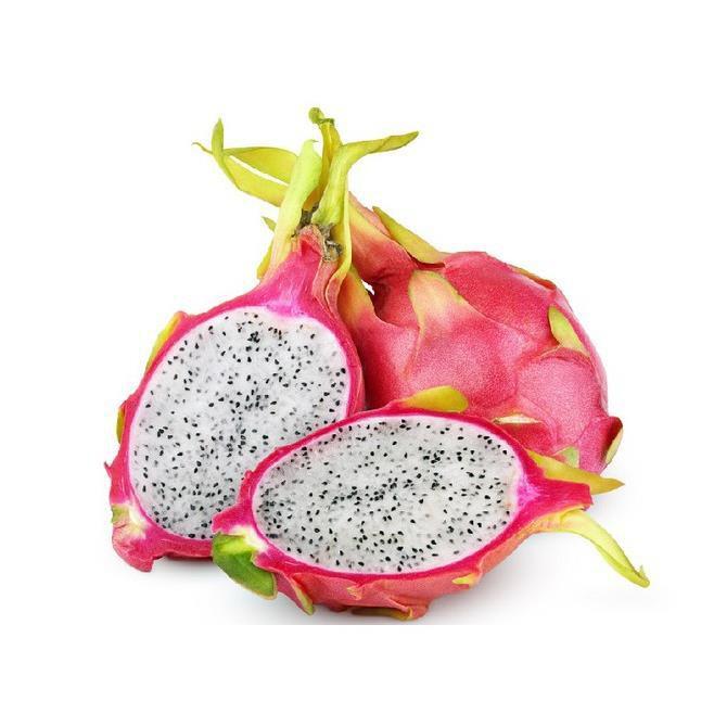 COMBO 3 CÂY GIỐNG CÂY THANH LONG VỎ ĐỎ RUỘT TRẮNG MỌNG THỊT BÌNH THUẬN, QUẢ SỚM, SIÊU QUẢ , SIÊU NGỌT, SIÊU NĂNG SUẤT
