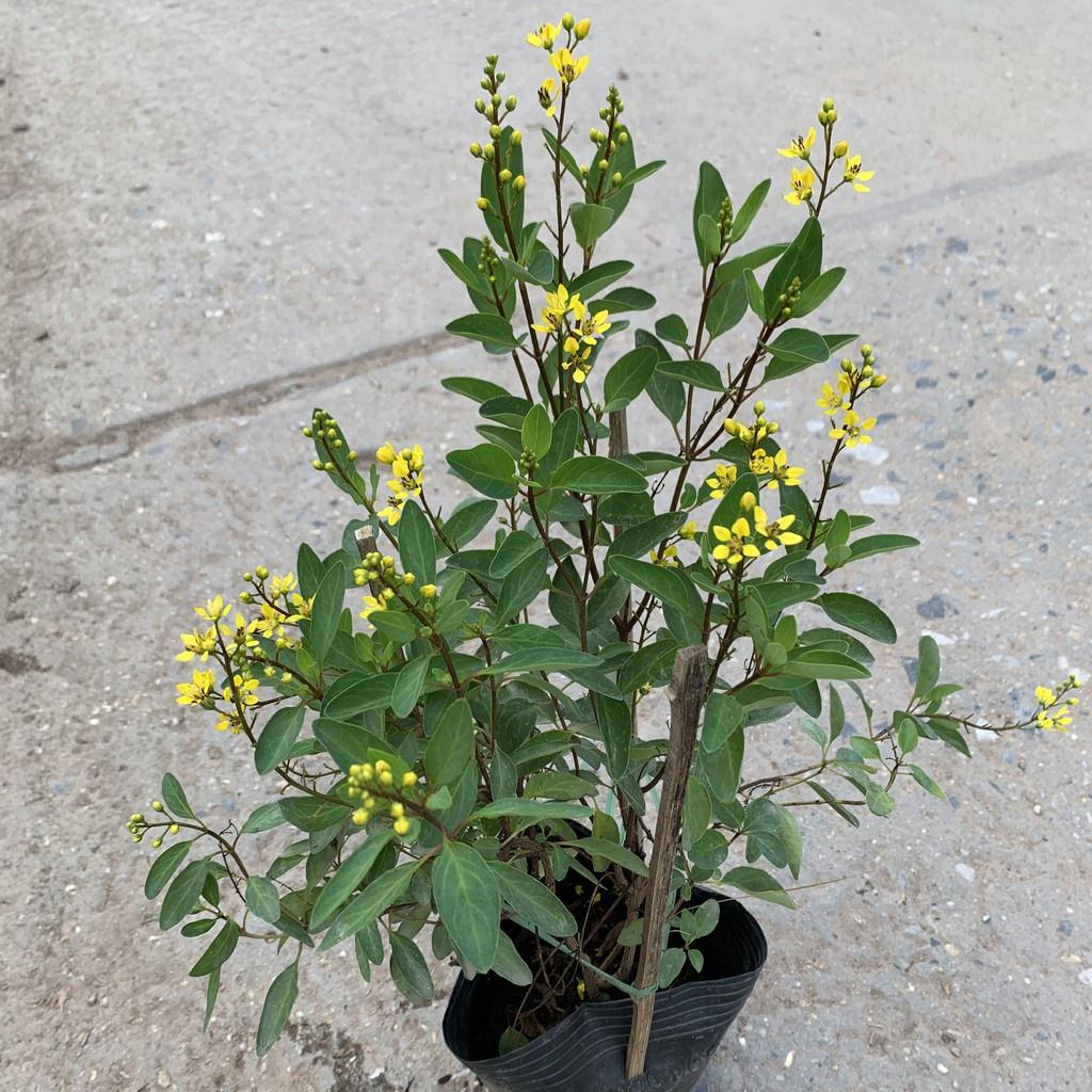 Chậu hoa kim đồng, hoa vàng siêu đẹp, chậu lớn