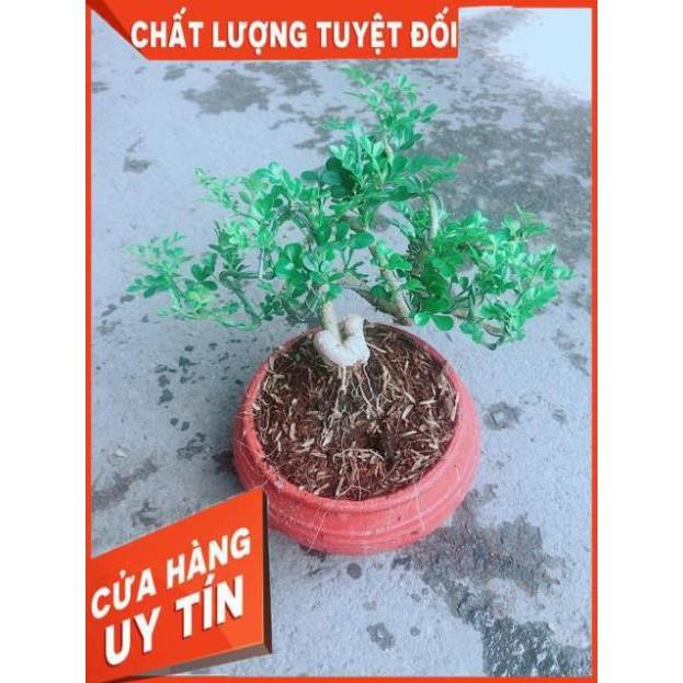 Chậu Cây Cần Thăng