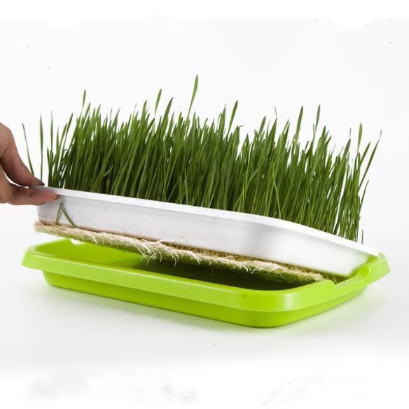 Khay trồng rau mầm, khay ươm rau mầm sạch, làm bằng nhựa PP an toàn KT 33X25X4