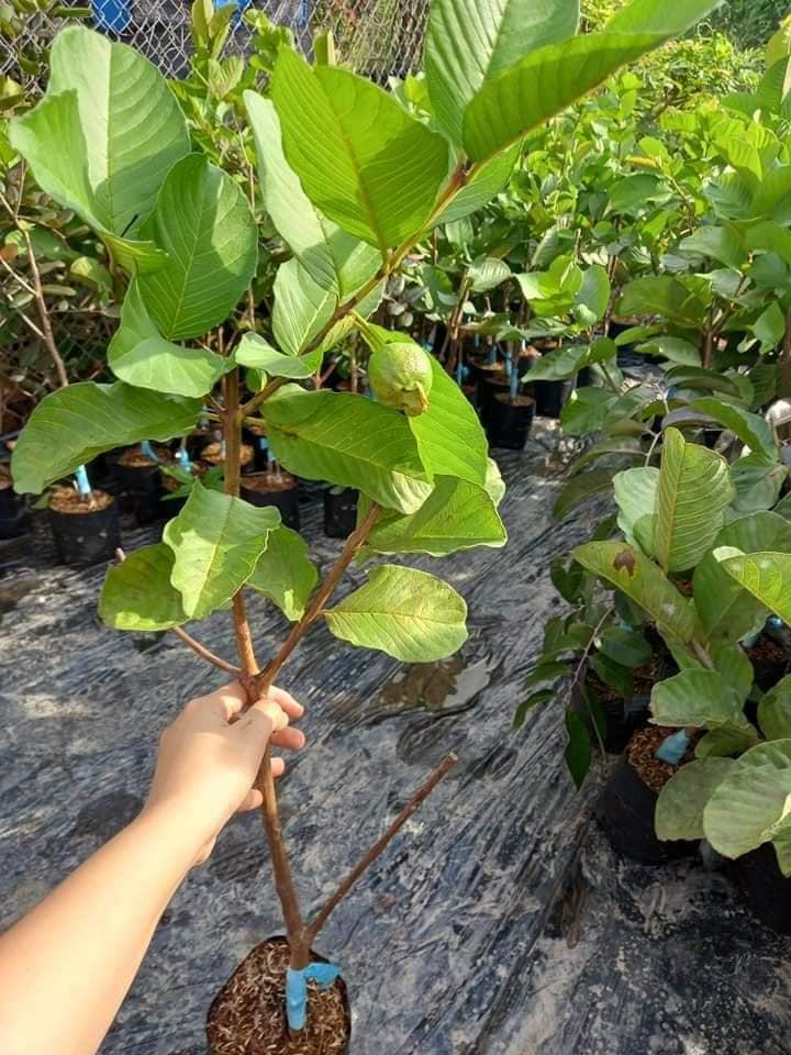 Cây giống ổi rubi ruột đỏ Đài Loan