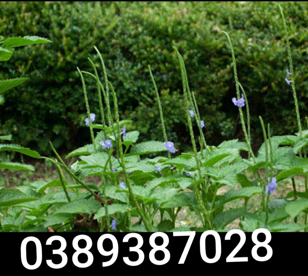 Combo 5 cây đuôi chuột giống