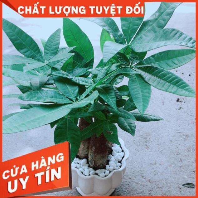 Chậu Kim Ngân 3 Thân Size Lớn