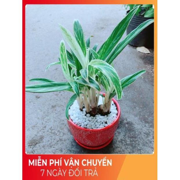 Chậu Cây Giữ Tiền