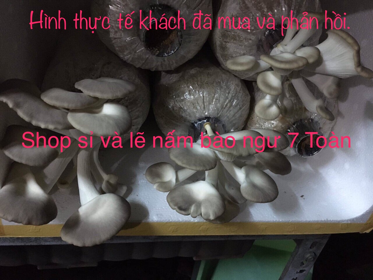 Combo 5 phôi nấm bào ngư từ trại giống