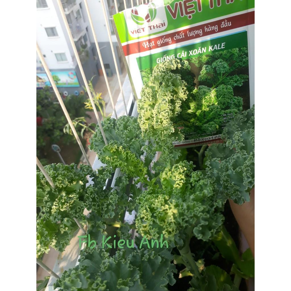 Hạt giống Cải xoăn KALE, đóng gói 2gr (khoảng 400 hạt)