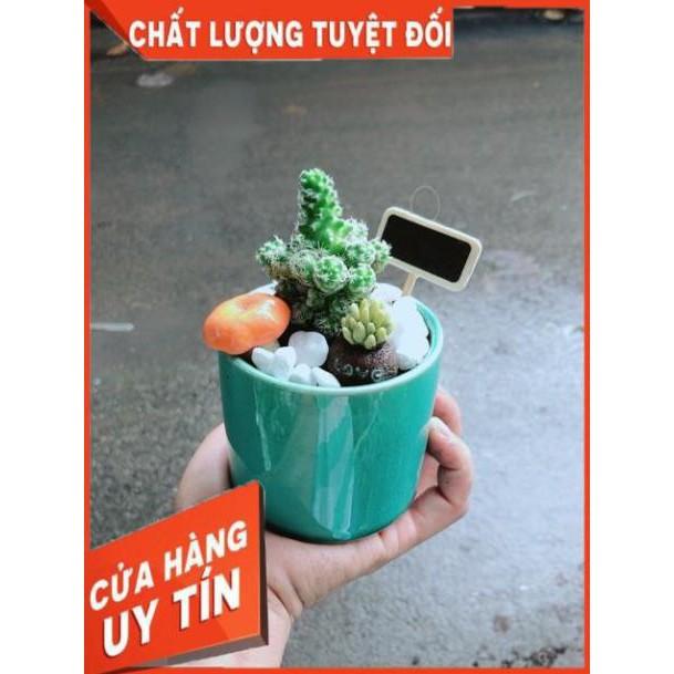 Chậu Xương Rồng Tiểu Cảnh