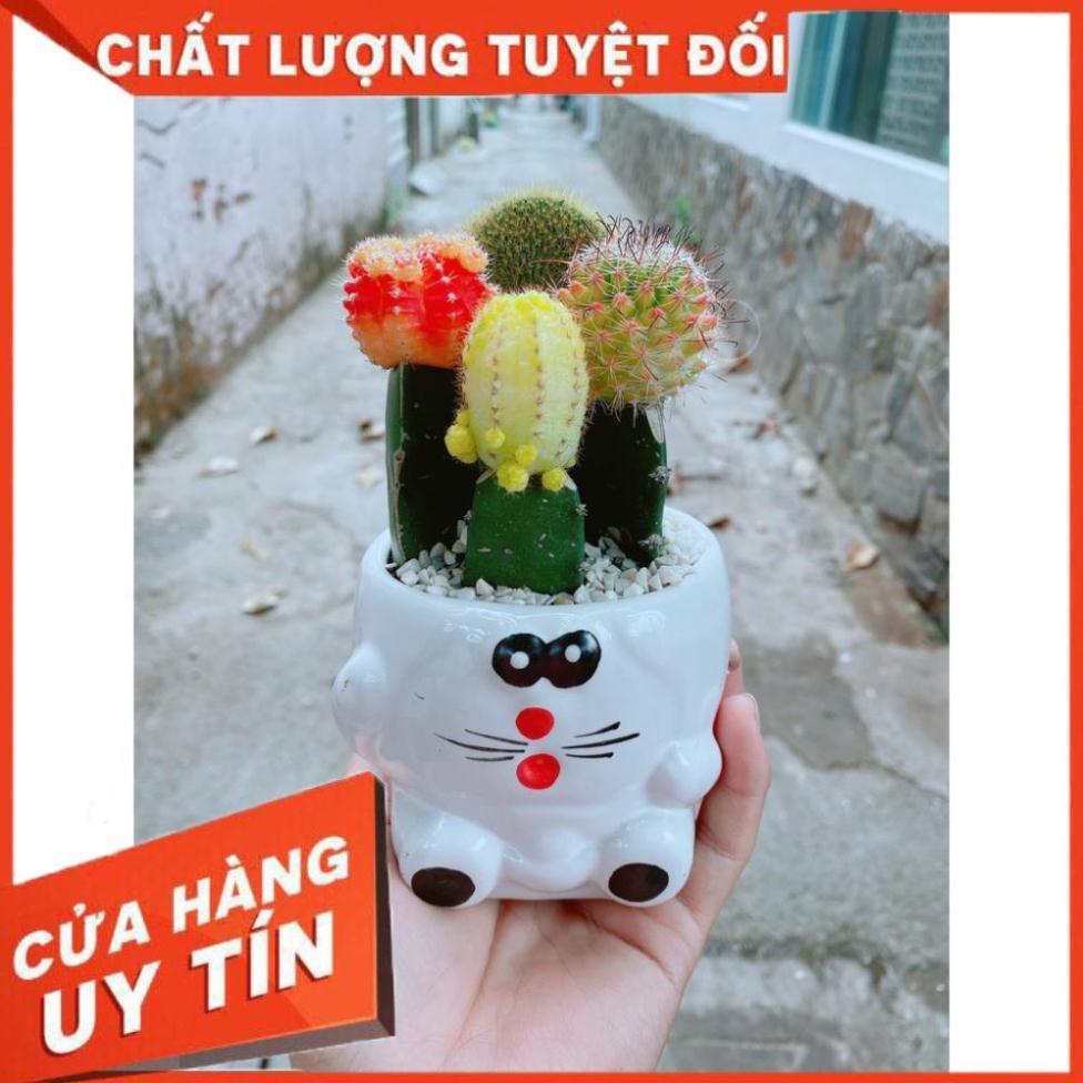 Chậu xương rồng tiểu cảnh
