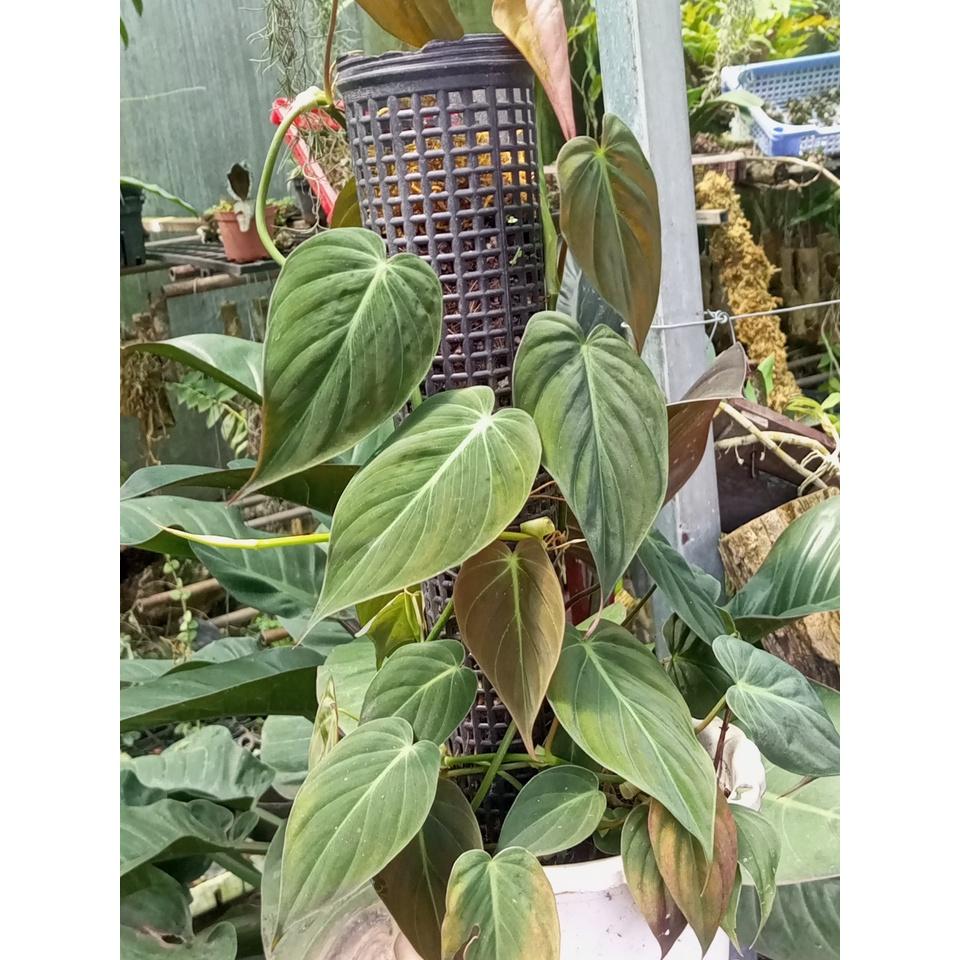 Cây trầu bà Philodendron Micans có trụ rêu