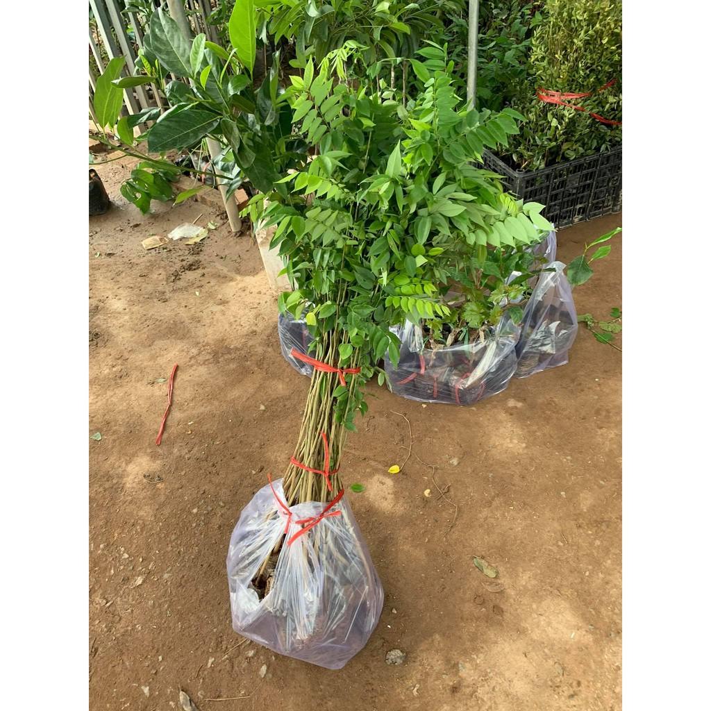 Combo 5 cây giống sưa đỏ cao 80cm