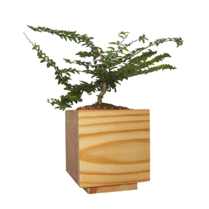 Chậu cây bằng gỗ tự nhiên - Kích thước: 13x13cm