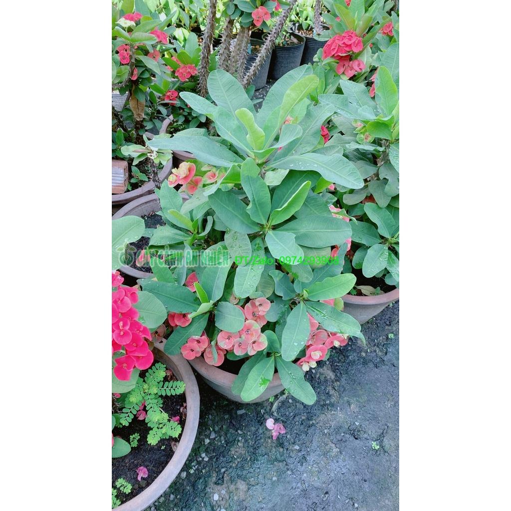 Chậu Xương Rồng Bát Tiên Lớn