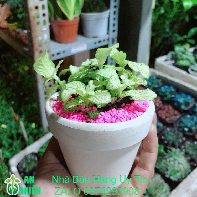 Chậu Cây Lá May Mắn