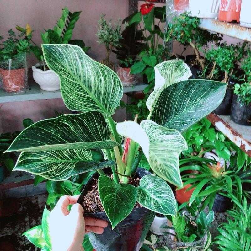 Trầu Bà Kim Cương