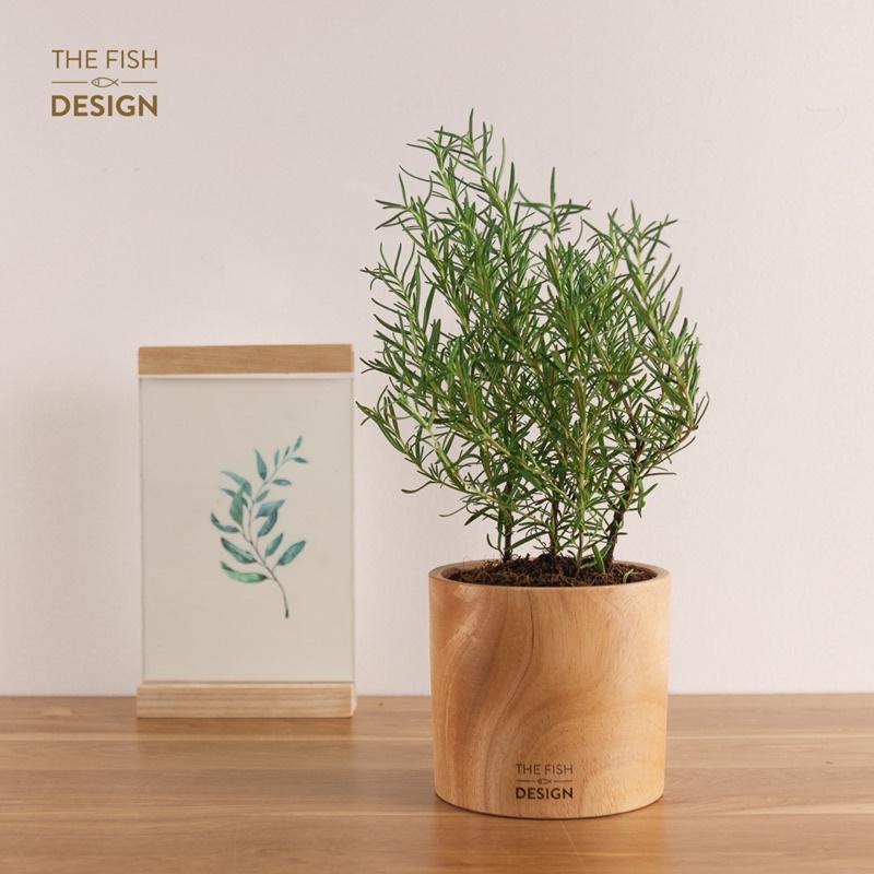 Chậu cây hương thảo rosemary cây gia vị mùi hương thơm | The Fish Design size L