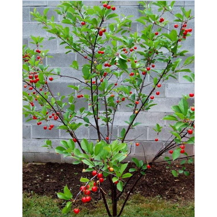 Hạt giống cây ăn trái cherry nhiệt đới 10 hạt/gói