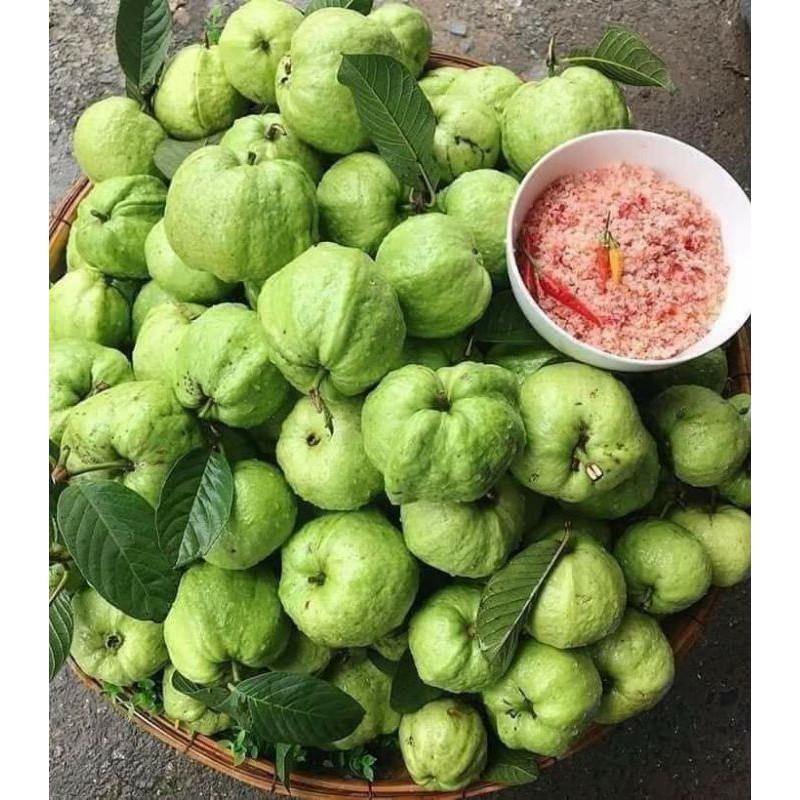 Cây giống ổi nữ hoàng cho trái sớm