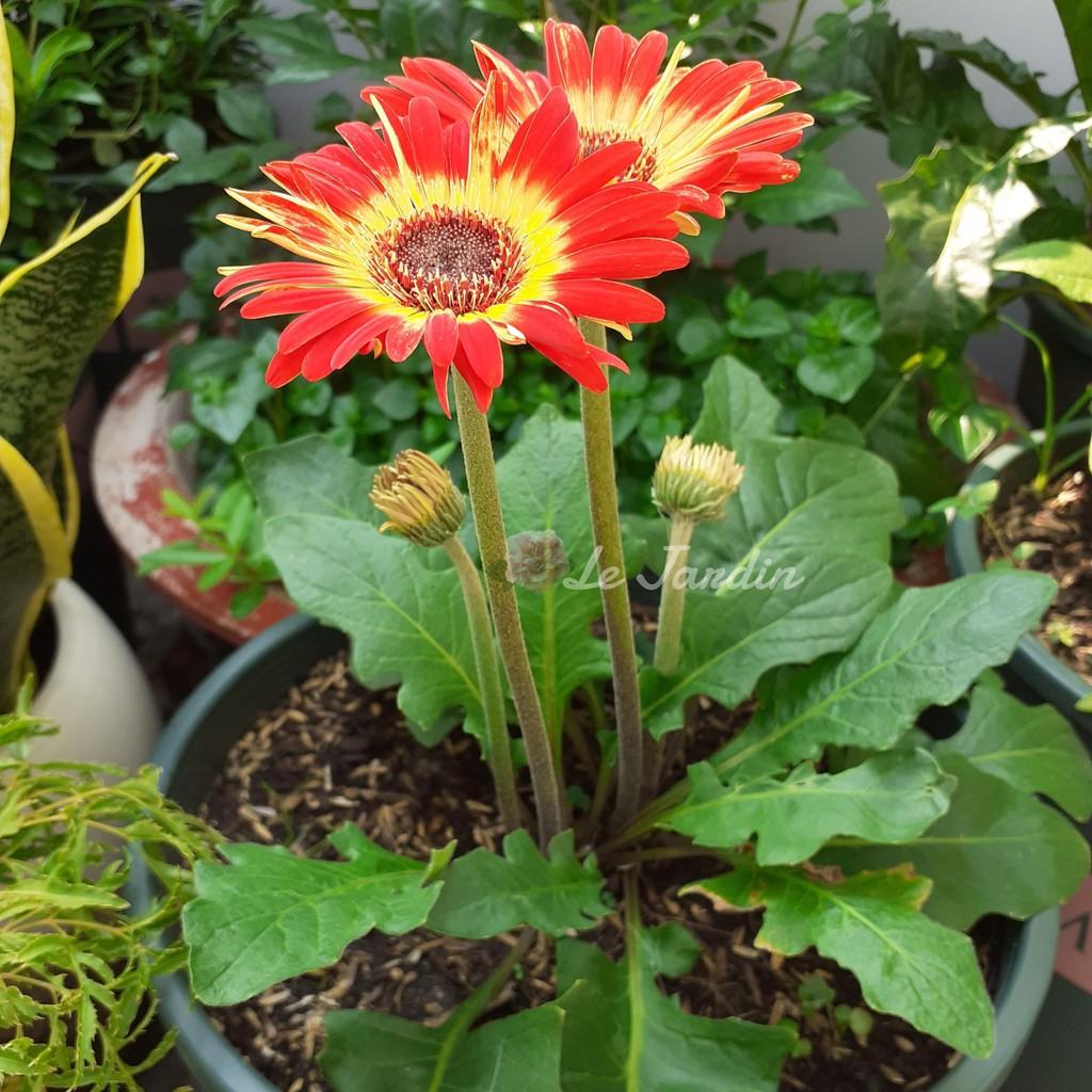 Phân đậu tương đậu nành trứng chuối humic kích mầm kích rễ chai 1 lít